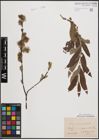 Foto von Salix cinerea L. x Salix viminalis L.